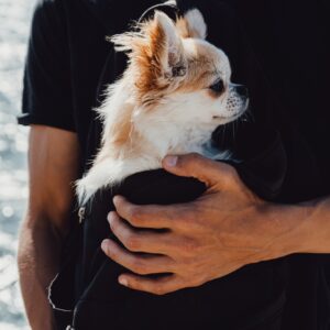 Chihuahua dog in a travel backpack. The dog travels with the man in his bag.