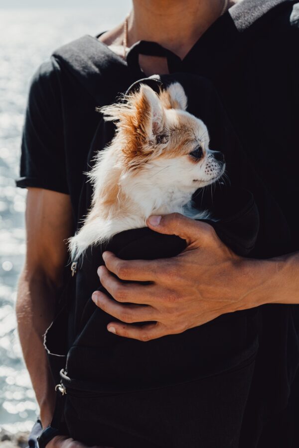 Chihuahua dog in a travel backpack. The dog travels with the man in his bag.